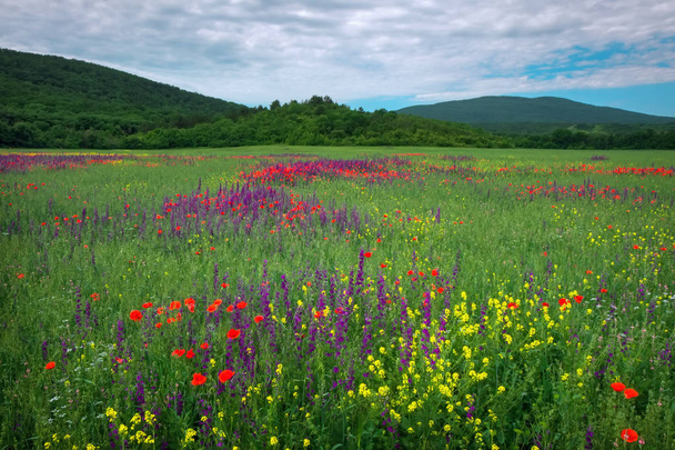Spring flowers in field. Beautiful landscape. Composition of nature - Photo, Image
