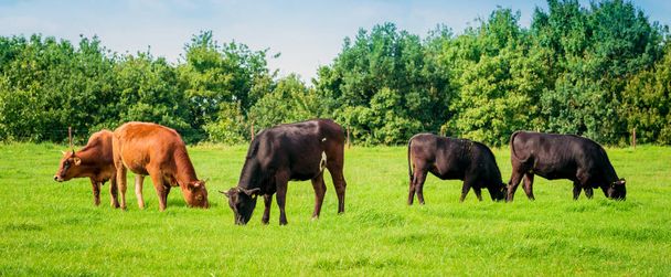 Cows on a green field  - Valokuva, kuva