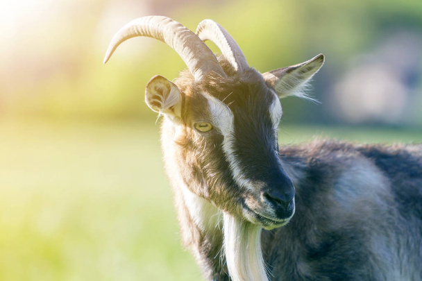 Retrato close-up de cabra shaggy doméstica manchada branca e marrom com longos chifres íngremes, olhos amarelos e barba branca em fundo bokeh amarelo e azul borrado. Conceito de criação de animais úteis
. - Foto, Imagem
