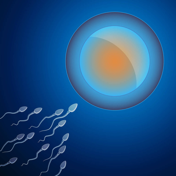 Human Egg Cell Fertilization with Sperm Cells Inside of Uterus - Photo, Image
