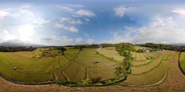 Tarasy ryżowe i gruntów rolnych w Indonezji vr360 - Materiał filmowy, wideo