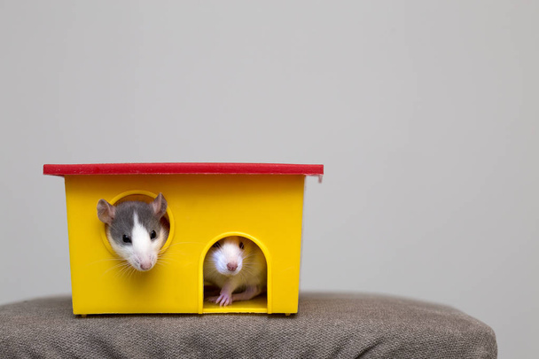 Two funny white and gray tame curious mouses hamsters with shiny eyes looking from bright yellow cage window. Keeping pet friends at home, care and love to animals concept. - Photo, image