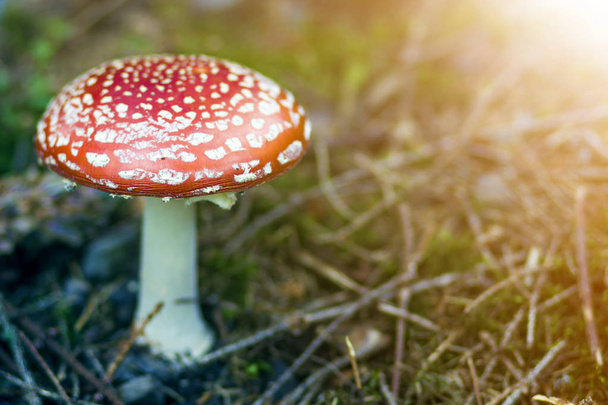 Red white-dotted toxic poisonous fly agaric mushroom, toadstool or Amanita muscaria growing in grass on bright sunny background. - Photo, Image