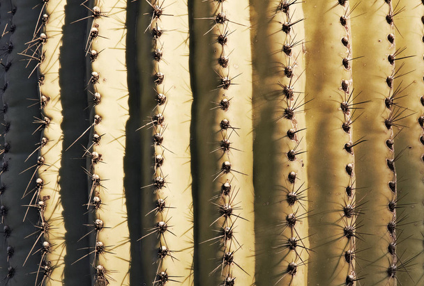 Close-up cactus. Textures style - Photo, Image