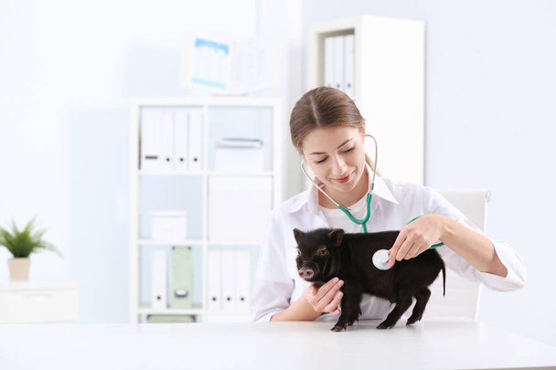 Female veterinarian examining cute mini pig in hospital - Photo, image
