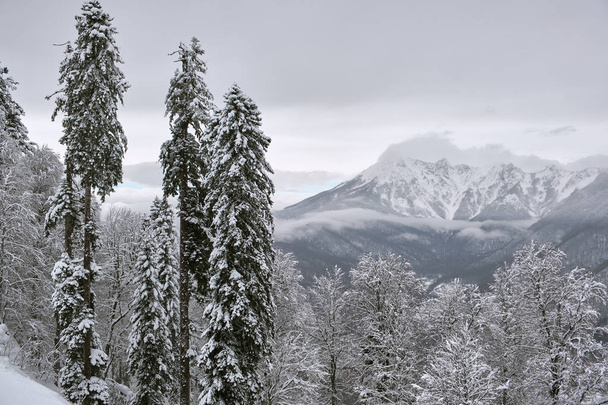 Snow covered fir trees on the background of mountain peaks. Panoramic view of the picturesque snowy winter landscape. Sochi, Russia - Фото, изображение
