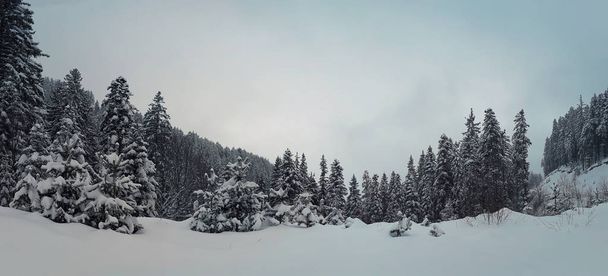Сосны, покрытые снегом на морозных холмах. Прекрасный зимний панорамный лес
. - Фото, изображение