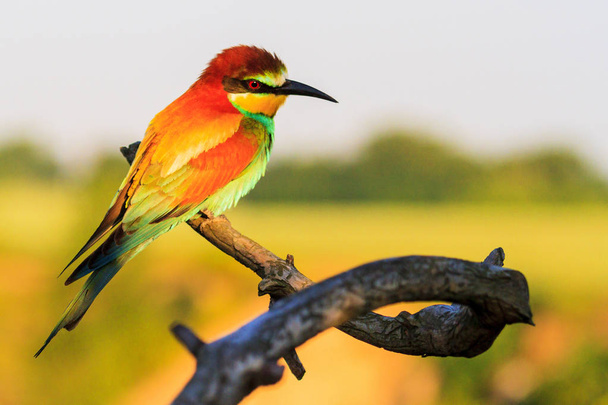 dreamy beautiful bird sitting on a branch - Photo, Image