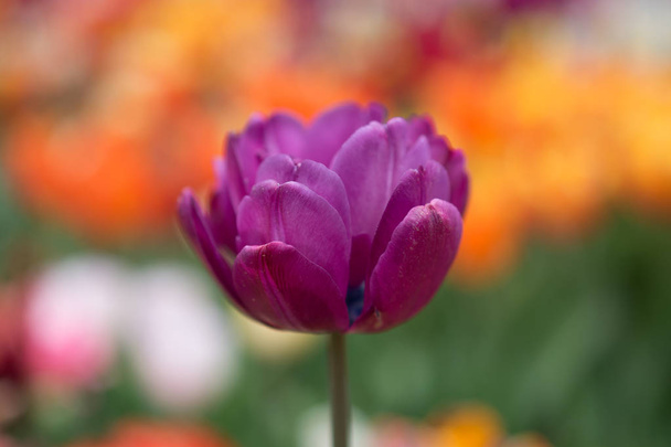 Εξαιρετική πολύχρωμο λουλούδι τουλίπας ανθίσει στον κήπο άνοιξη - Φωτογραφία, εικόνα