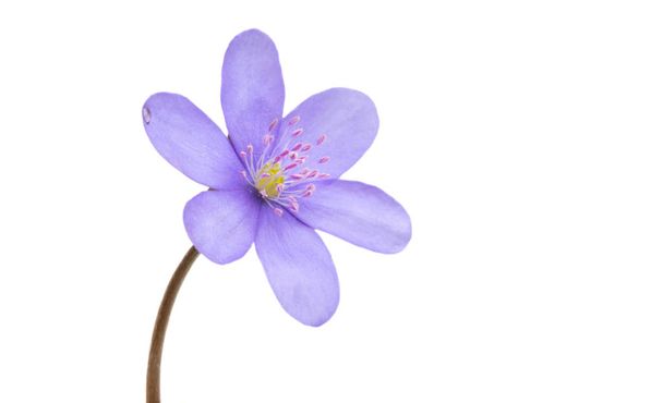 Hepatica Nobilis - first Spring Flower isolated on white background - Photo, Image