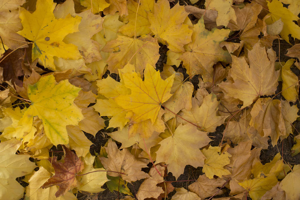 Field of maple leaves. Autumn carpet. Trees threw off foliage. - Photo, Image