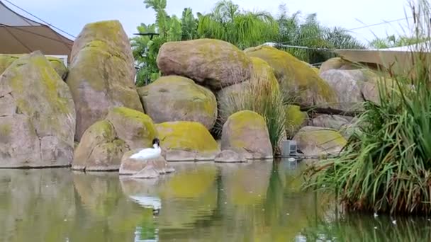 Rocky white duck with a black head standing on a stone in a lake, oceanography, Valencia, Spain - Footage, Video