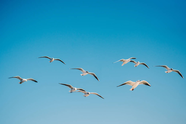 Möwe fliegt im blauen Himmel als Hintergrund - Foto, Bild