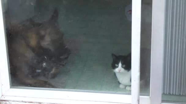 pies i Kot leżał niestety czeka w pobliżu przesuwne drzwi szklane dla właścicieli, aby przyjść do domu - Materiał filmowy, wideo