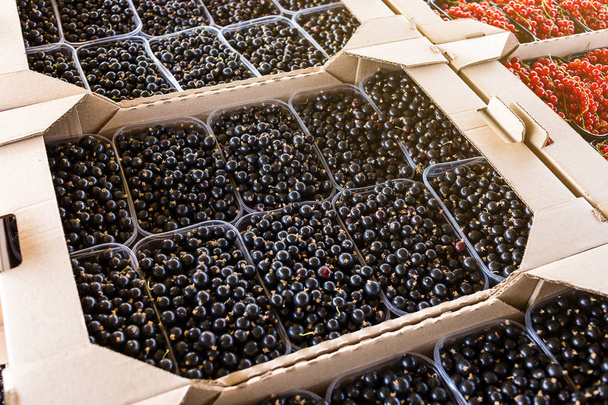 Plastic box is full of fresh black and red currant in farmer market.  - Photo, Image