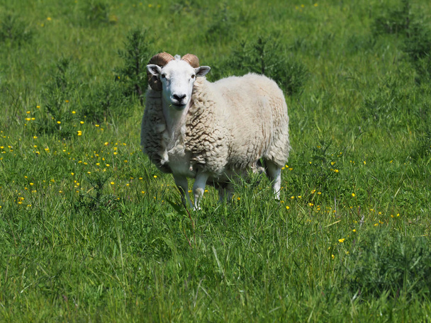 Un solo carnero de raza rara se encuentra solo en un paddock de verano
. - Foto, Imagen
