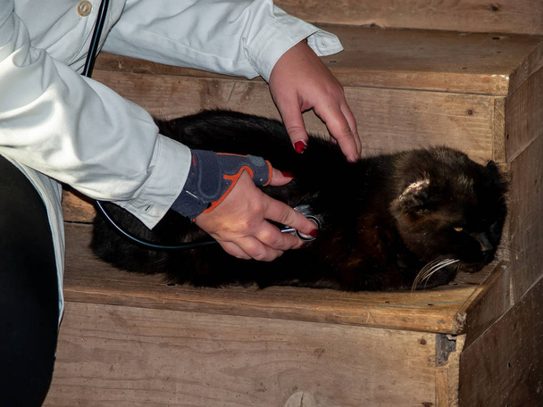 Kobiety wiejskiej weterynarii medyczny sprawdzenie czarny kot Perski - Zdjęcie, obraz
