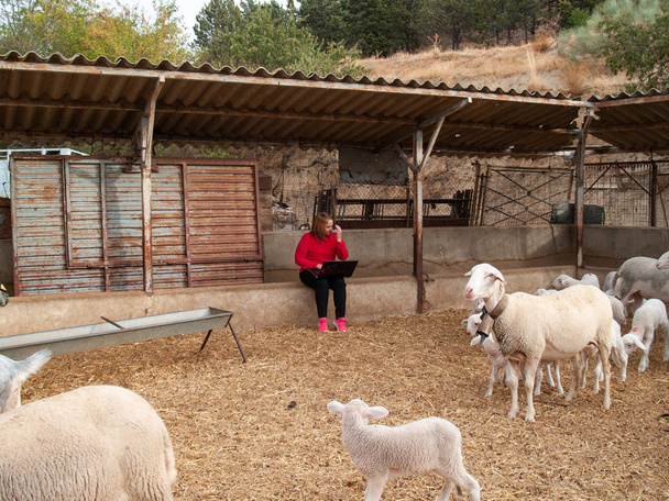 Przedsiębiorca młoda kobieta, pracy na zewnątrz na farmie owiec i jagniąt z laptopem - Zdjęcie, obraz