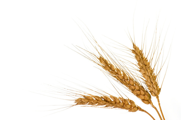 pšenice - Fotografie, Obrázek