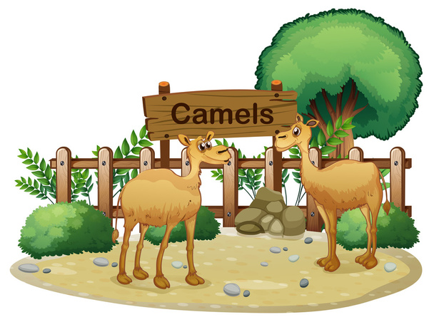 Un cartel en la parte posterior de los dos camellos
 - Vector, imagen