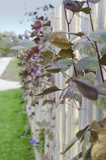 Donker paars sweet pea bloemen en bladeren een hek te klimmen - Foto, afbeelding