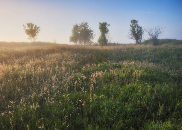 rano wiosna Dolina rzeki. mglisty świt - Zdjęcie, obraz