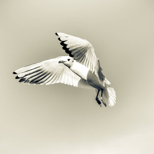 Laridae - seagull familie vogels - Foto, afbeelding