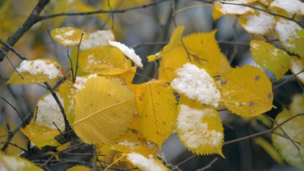 Eerste sneeuw op droge gele bladeren van de boom. Herfst scène - Video