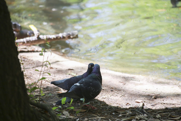 Dos palomas "besándose" cerca de un pequeño estanque artificial
 - Foto, Imagen
