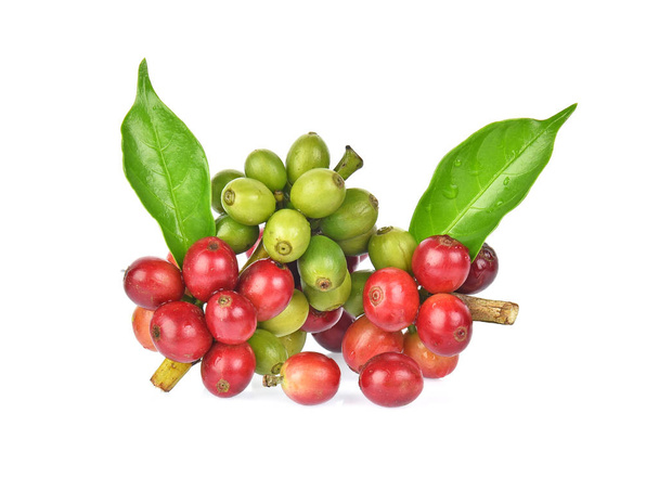 свіжі кавові зерна з зеленим лиходієм ізольовані на білому фоні
 - Фото, зображення