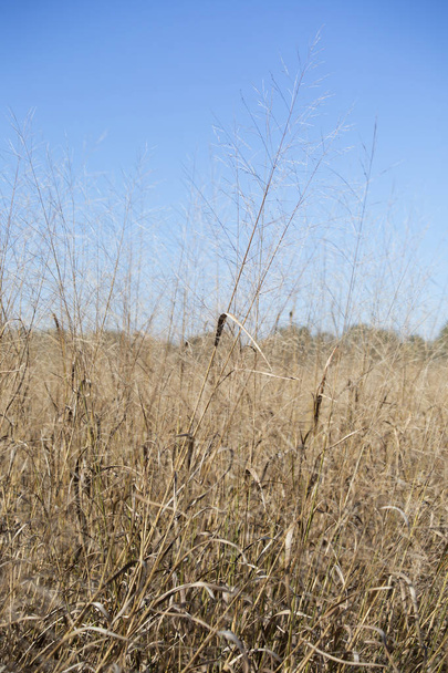 Primer plano de hierba seca de pradera marrón creciendo
 - Foto, imagen