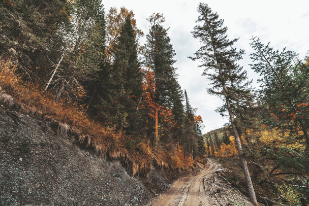 Wide-angle view of a long dirt road in autumn mountains of Altai with multiple colorful coniferous trees on the sides; the soil road stretching into the distance surrounded with fall hillsides - Photo, Image