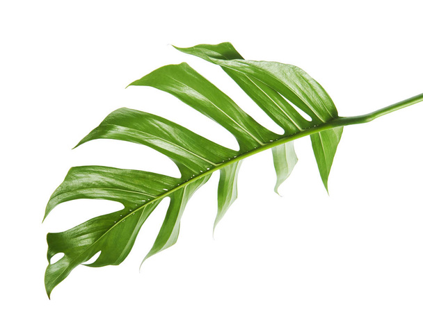 Monstera deliciosa leaf or Swiss cheese plant, Tropical foliage isolated on white background, with clipping path                                - Photo, Image