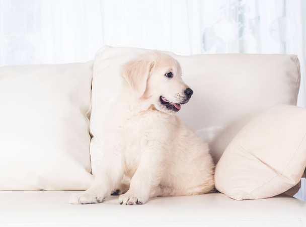 puppie on sofa - Fotoğraf, Görsel