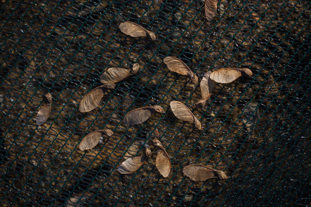 Una foglia secca separata dei tempi di autunno in macro vista - Foto, immagini