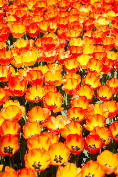 Oranssi väri tulppaani kukat kukkivat puutarhassa - Valokuva, kuva