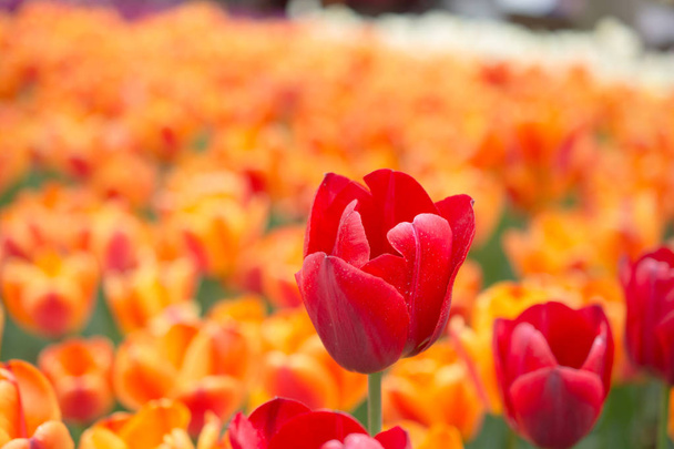 Kolorowe kwiaty tulipan kwitną w wiosennym ogrodzie - Zdjęcie, obraz