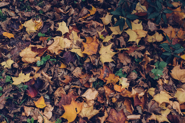 El otoño deja textura para el fondo. textura de fondo de hoja - Foto, Imagen
