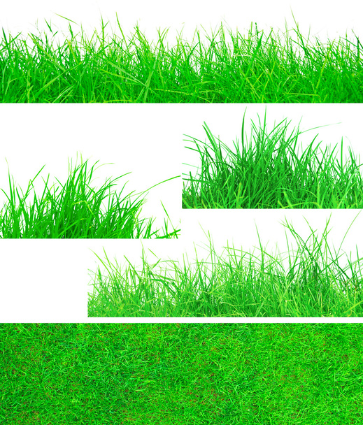 трава - Фото, изображение