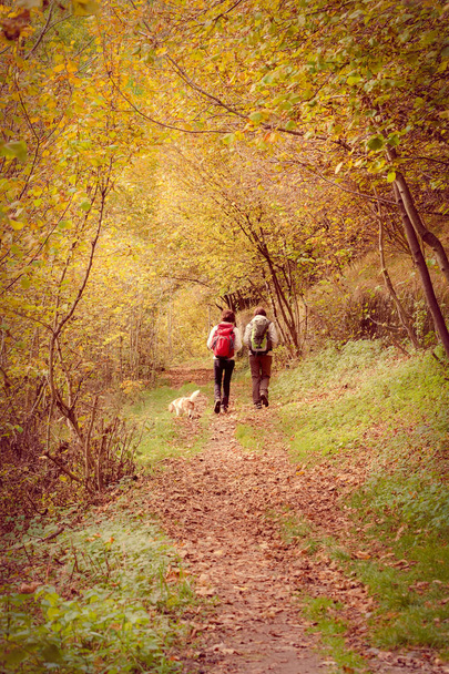 осінні прогулянки в лісі
 - Фото, зображення