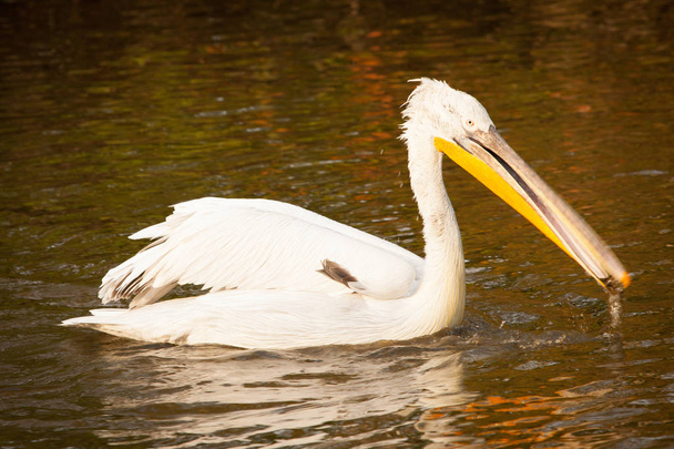 Pelikán bílý nebo východní bílých pelikánů, růžové Pelikán, Pelecanus onocrotalus, chytání ryb v rybníce. - Fotografie, Obrázek