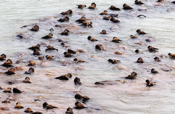 Een zwerm van buffels zwemmen door Jialing rivier naar een eiland in de rivier voor browsen in Youfanggou dorp, Xiangru town, Peng'an county, Nanchong stad, de provincie van Sichuan van Zuidwest-China, 10 augustus 2016 - Foto, afbeelding