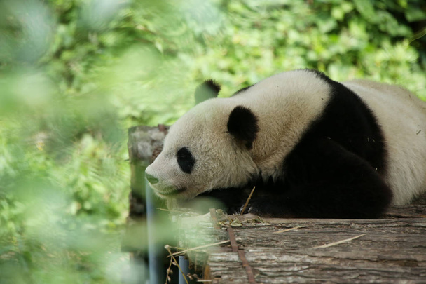 Jättiläinen panda lepää puisella osastolla Huayangin muinaisen kaupungin luonnonkauniilla paikalla Yangin piirikunnassa, Hanzhongin kaupungissa, Luoteis-Kiinan Shaanxin maakunnassa, 15 elokuu 2016
 - Valokuva, kuva