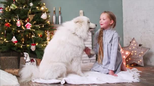 Hermosa chica sonriente en ropa de noche está sentado en la alfombra cerca del árbol de Navidad y la celebración de la pata del perro samoyed. - Metraje, vídeo