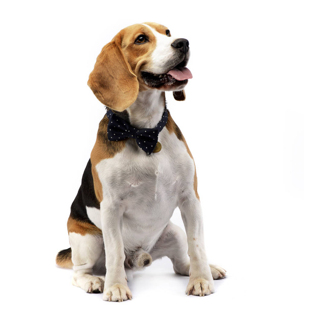 Studio shot of an adorable Beagle sitting on white background. - Foto, imagen