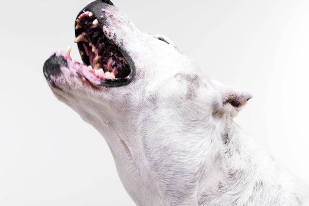 Portrait of a fearful Dogo Argentino - studio shot, isolated on white. - Fotó, kép