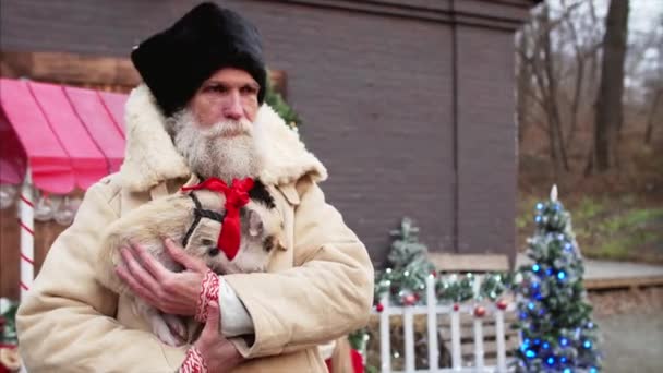 Fehérszakállú férfi kabátban mini malacot tart a kezében. Karácsonyi dekorációk a háttérben - Felvétel, videó