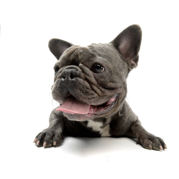 Wide angle shot of an adorable French bulldog, studio shot, isolated on white. - Fotó, kép