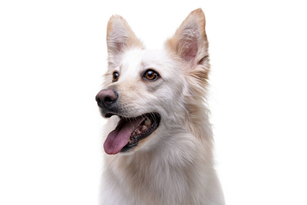 Portrait of an adorable mixed breed dog - isolated on white background. - Valokuva, kuva