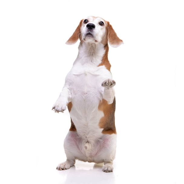 Estúdio tiro de um beagle adorável em pé sobre pernas de couro - isolado no fundo branco
. - Foto, Imagem